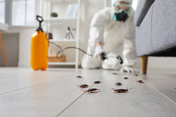 Commercial Rodent Management in Waimanalo